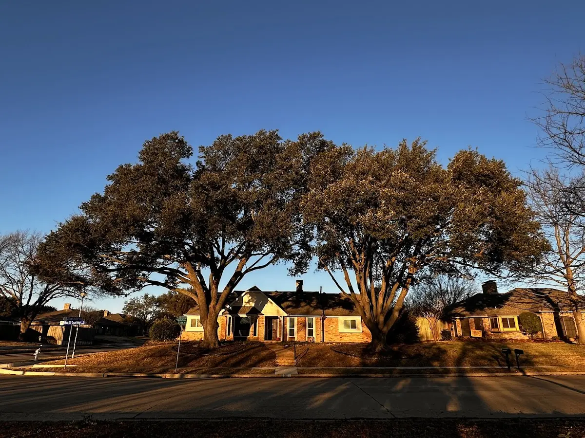 Established residential canopy tree shading a home in Laurel